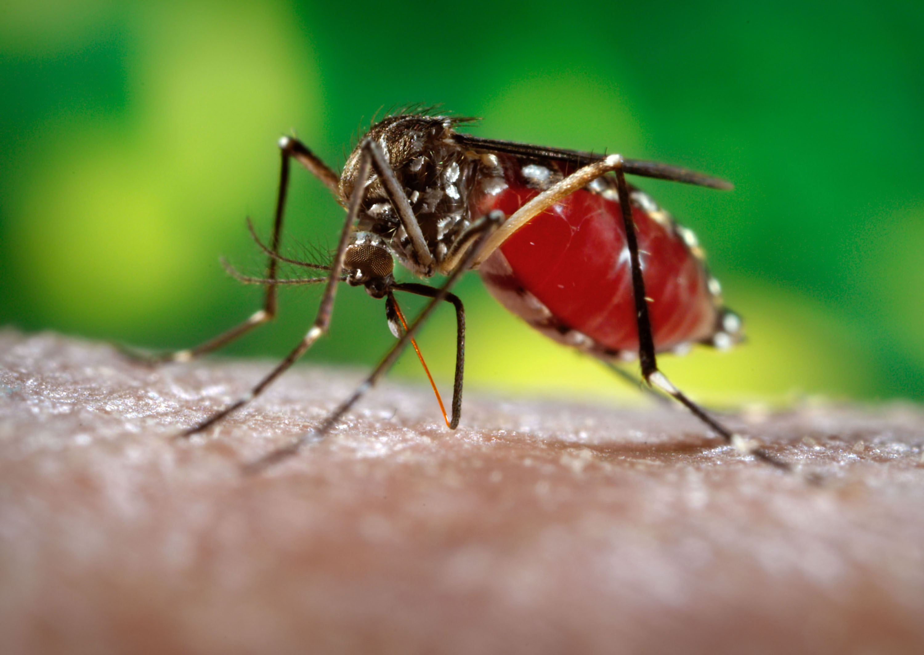 борьба с комарами